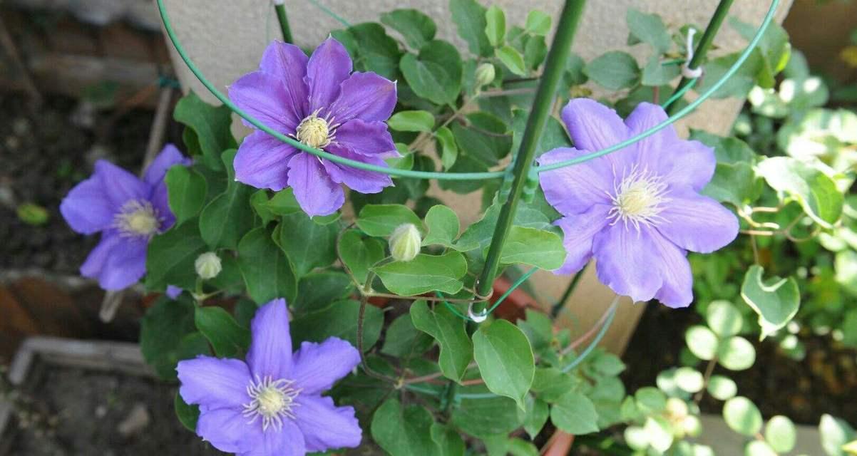 用不同颜色铁线莲诠释花语之美（红白蓝粉黄五种颜色铁线莲）