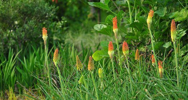 草本植物的种类与特点（探索丰富多样的草本植物世界）