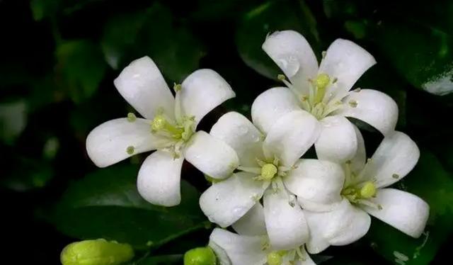 和平之花（以花为媒）