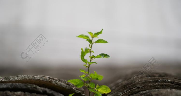 坚韧的植物世界（探索大自然中代表坚韧的植物奇迹）