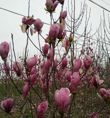 花语悲情（探索花语中苦恋与相思之苦的象征与表达方式）