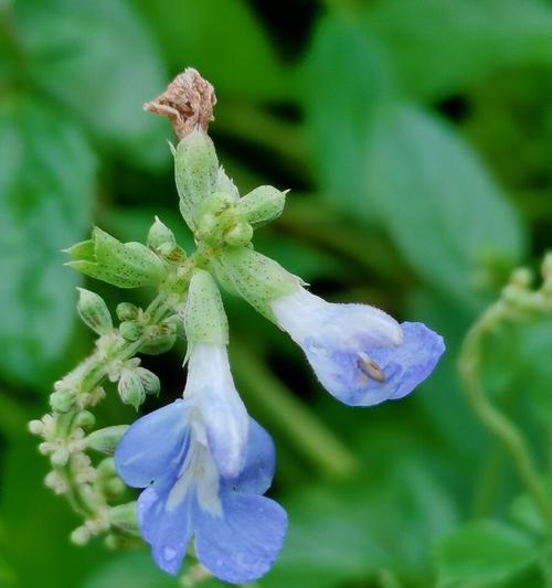 代表理性的花——百里香的花语（冷静理智的象征）