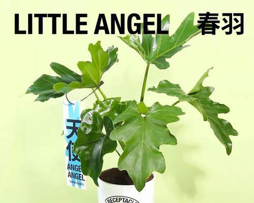 代表守护的植物（植物的力量）