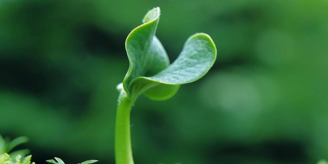 代表执着的植物之美——生命的坚韧与奇迹（植物王国中的奋斗者与希望的象征）