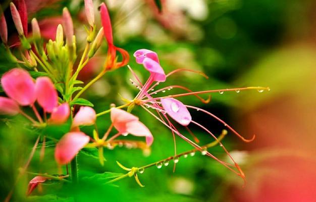 蝶恋花花语及代表意义（花开蝶舞）