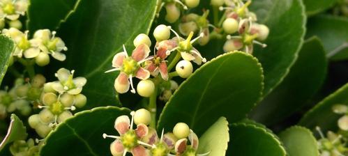 冬青开花的风水寓意（花开富贵风水有福）