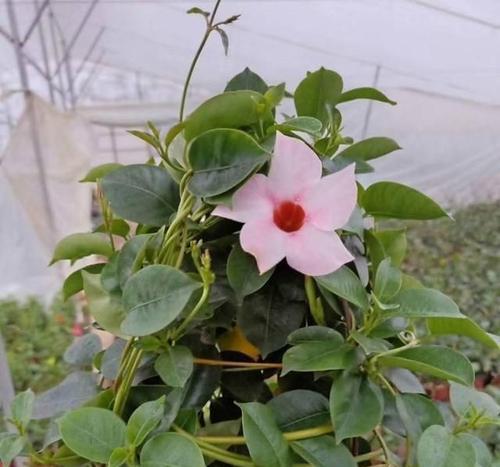 飘香藤的种植与养护（从一盆种植到繁殖扩展）