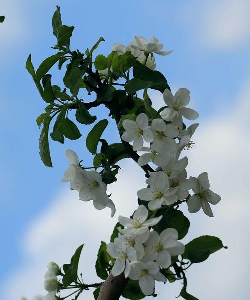 苹果花的寓意与象征（探究苹果花的文化意义）