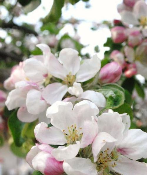 红富士苹果花的颜色是什么（揭秘红富士苹果花的神秘面纱）