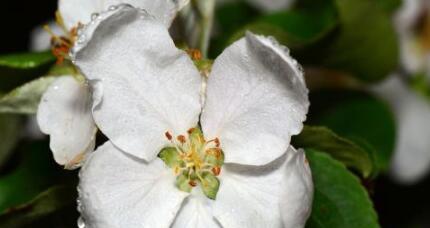 苹果树是否会开花（探究苹果树开花的季节及方法）