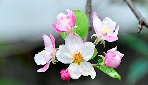 苹果开花结果的生长周期（从开花到结果）