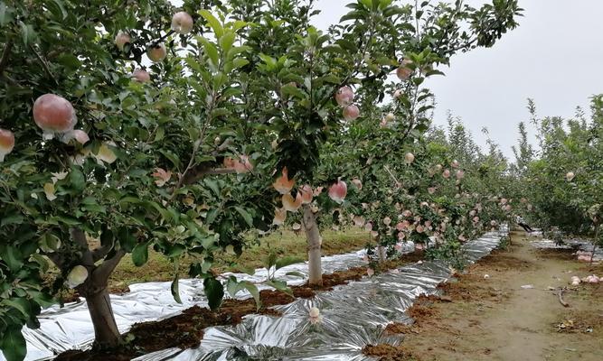 苹果生长的土壤和气候条件（探秘苹果的生长环境）