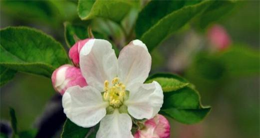 苹果花的颜色、形状及样子（揭秘苹果树花的神秘面纱）