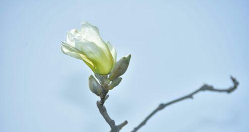 白玉兰花语（白玉兰花语传递的生活智慧和情感哲学）