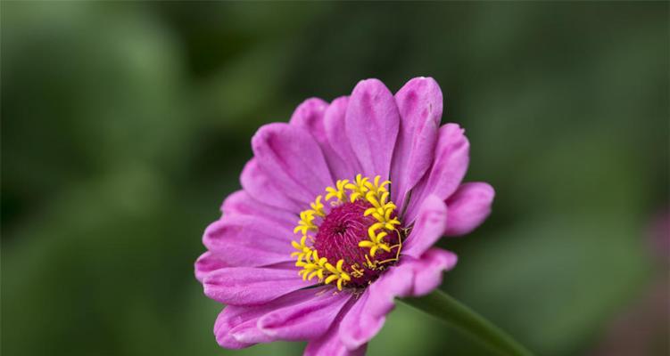 百日草花语-生命之美（探寻百日草花语的意义与传承）