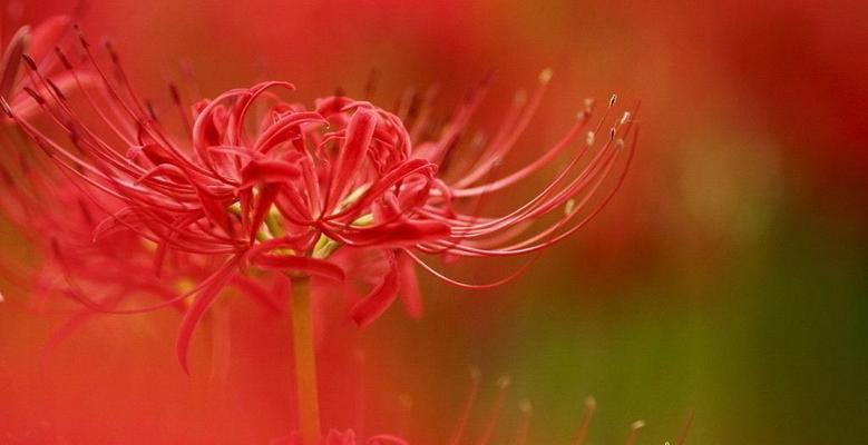 彼岸花（探索彼岸花的花语和象征意义）