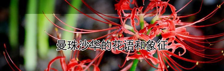 彼岸花（传承生命之美的彼岸花花语）