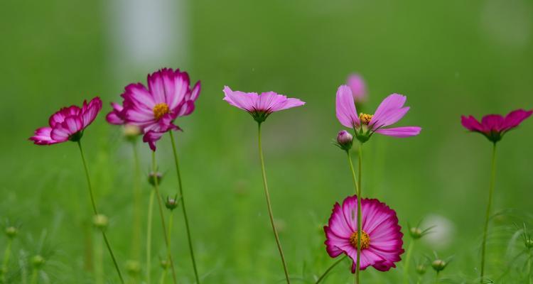 波斯菊的传说与花语之美（一朵代表希望与勇气的花——波斯菊）