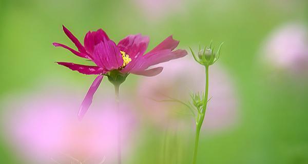 波斯菊的花语与寓意（探索波斯菊的神秘花语）