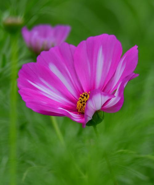 波斯菊的花语（探秘波斯菊的花语及其象征意义）