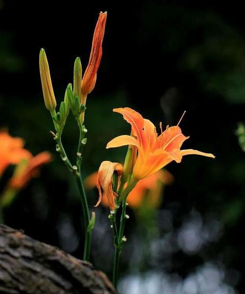 忘忧草开花时间及特点（探秘忘忧草的开花奥秘）