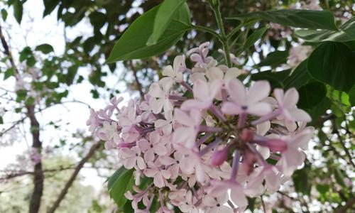 丁香花语与人生情感的契合（探寻丁香花语的深层含义与人生启示）