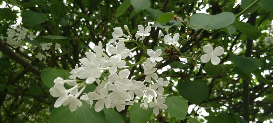 丁香花的花语与意义（探寻丁香花的神秘力量）