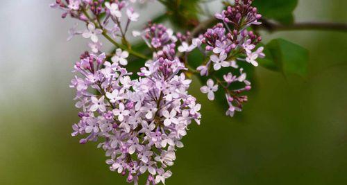 丁香花的花语与寓意（丁香花的美丽与象征）