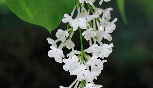 丁香花的花语与象征意义（追寻爱情的香气——丁香花的浪漫花语与象征意义）