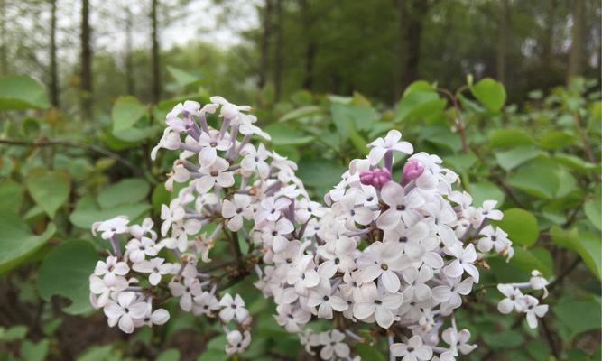 丁香花的美丽与寓意（唤起生命的希望）