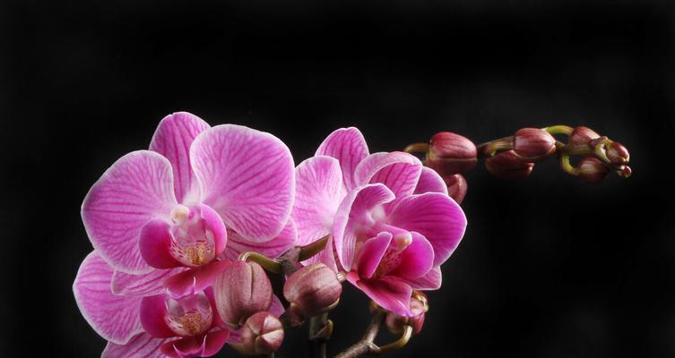 冬日花朵的美丽与神奇（冬季花卉盛开的奇迹）