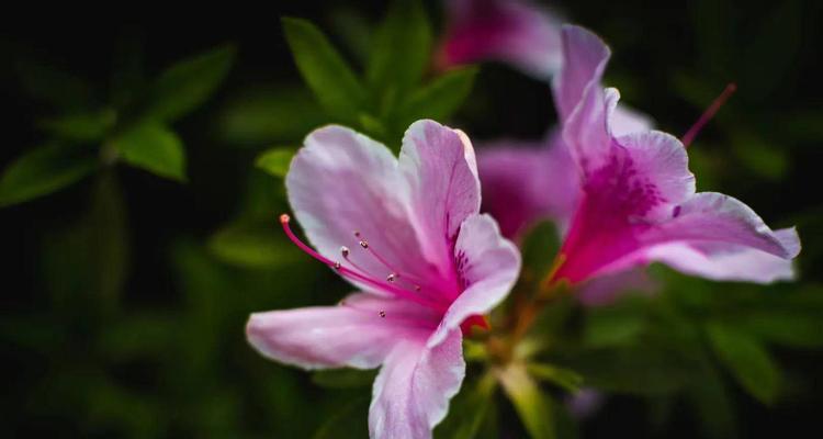 杜鹃花的花语与寓意（鲜艳绽放的杜鹃花）