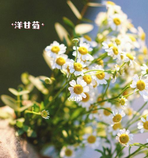 洋甘菊的花语（探寻洋甘菊的深意）