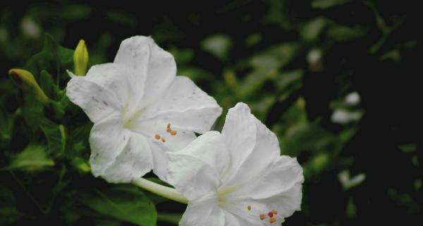 夜来香花语与传说（探秘夜来香的美丽寓意与神秘传说）