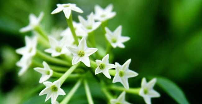 夜来香花语之美丽与神秘（探寻夜来香花语之意义与传承）