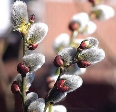 银柳的花语与寓意——微笑迎春，生生不息（银柳的花语和寓意以及与春天的关系）