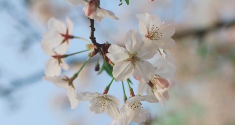 樱花之恋（探寻樱花的深层含义）