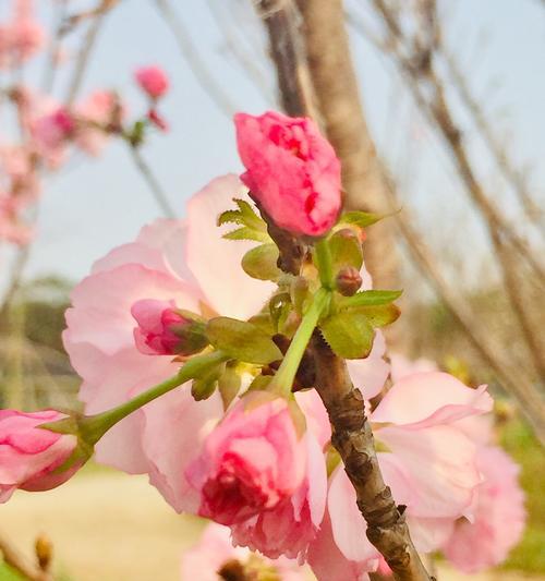 樱花的花语（樱花的花语以及其象征意义）