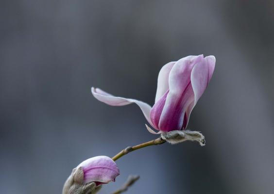 玉兰花（探寻玉兰花的寓意与象征）