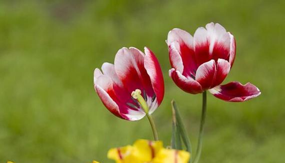 郁金香花语的意义及象征（探索郁金香花语所代表的含义和象征意义）