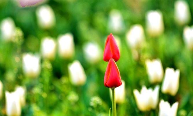 郁金香花语（探索郁金香花语的丰富内涵及代表意义）