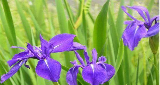 鸢尾草花语的深意（传递情感的花朵——鸢尾草的诠释）