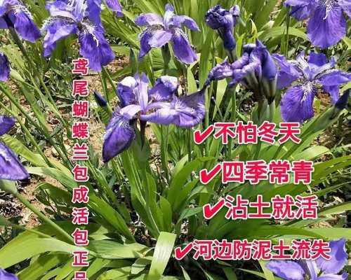 尾花鸢尾花语及其意义的探索（揭秘尾花鸢尾的神秘象征与寓意）