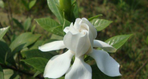 栀子花的真正花语（探寻栀子花背后的深意）