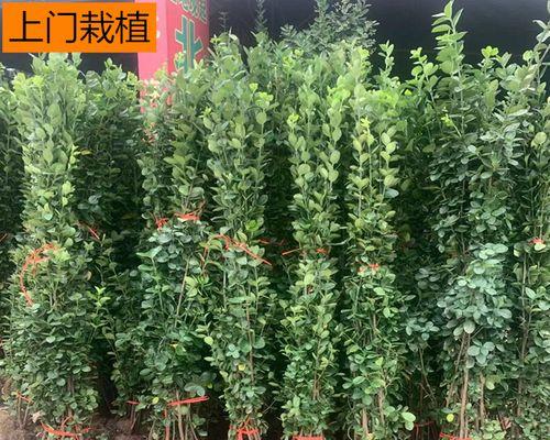 种植冬青树的优势和注意事项（打造花园绿化的好选择）