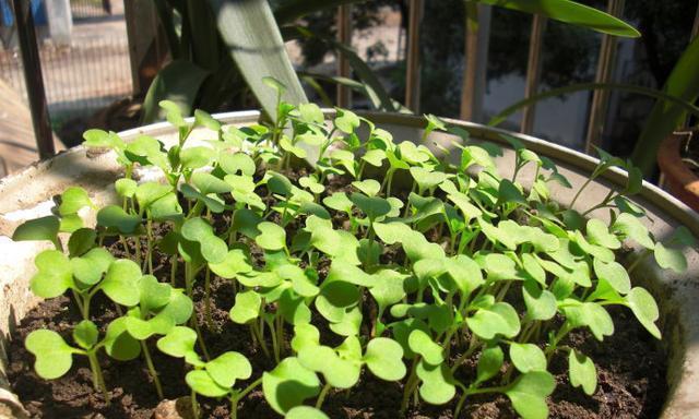 如何让冬天的菜种子在几天内迅速发芽（种植小技巧）