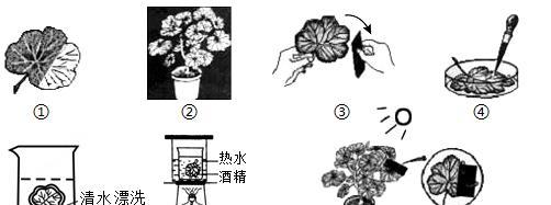 豆瓣绿浇水时间和正确方法详解（如何让豆瓣绿健康成长）