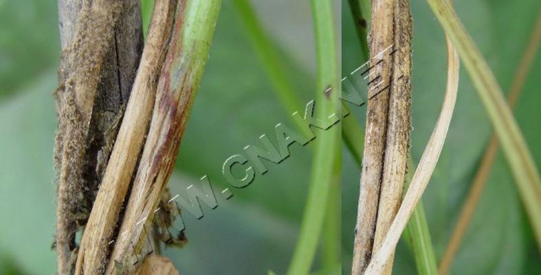 豆角花叶病症状及防治方法（保护你的豆角花免受疾病侵袭）