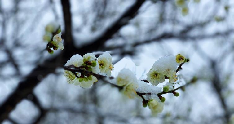 冬天的梅花——坚韧与希望的象征（寒冬中绽放的美丽）