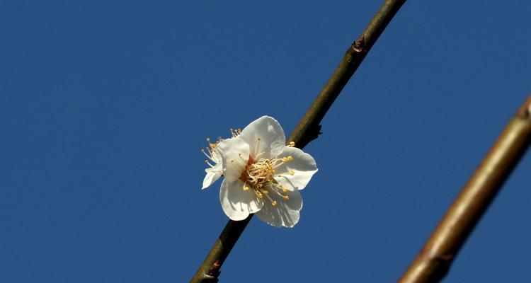 冬日梅花的寓意与象征（白雪中的坚毅与美丽）